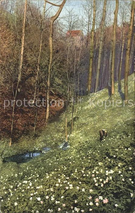 Verlag Photochromie Nr. 2736 Serie 146 Bäume Wald
