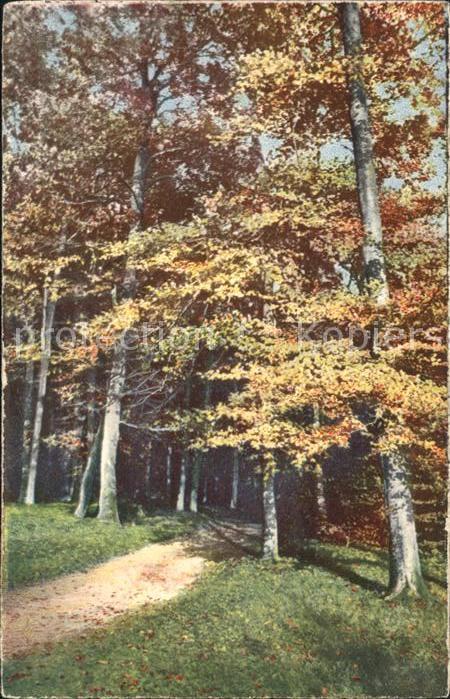 Verlag Photochromie Nr. 4538 Bäume Wald