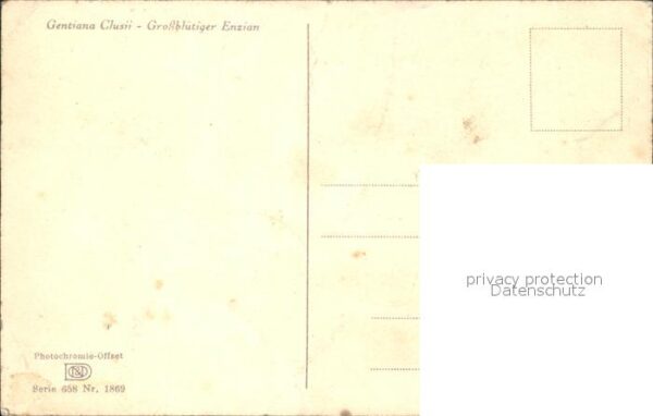 Blumen Grossblütiger Enzian – Bild 2