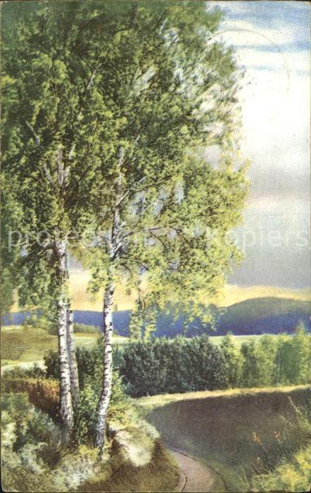 Verlag Photochromie Nr. 584 Bäume Waldweg
