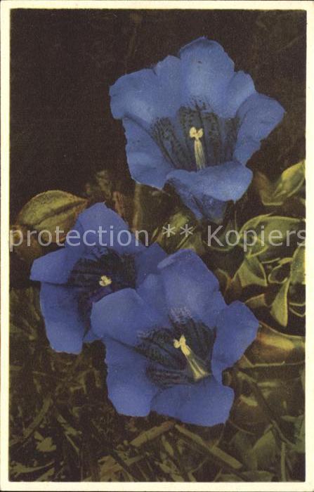 Blumen Keulen-Enzian Gentiana Kochiana