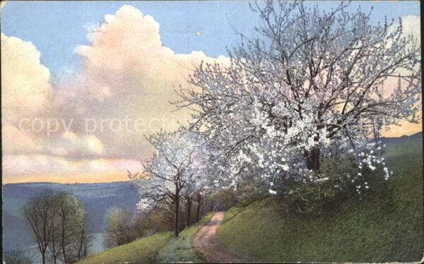 Verlag Photochromie Nr. 4896 Serie 327 Bäume Blüten Natur