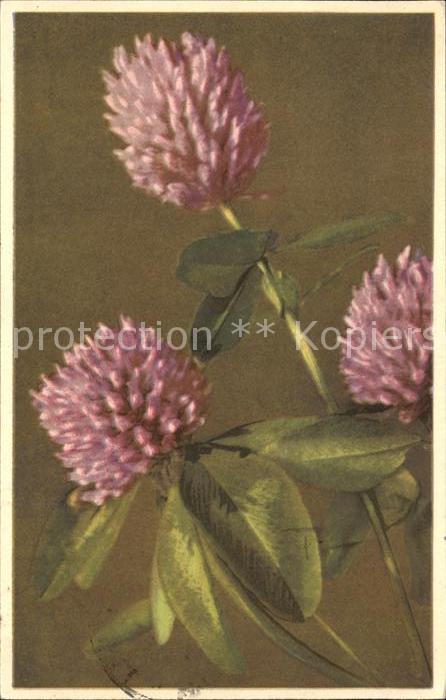 Blumen Rotklee Trifolium pratense