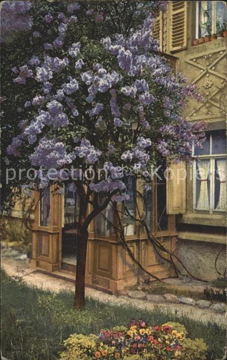 Verlag Photochromie Nr. 3749 Serie 231 Baum Blüten Blumen