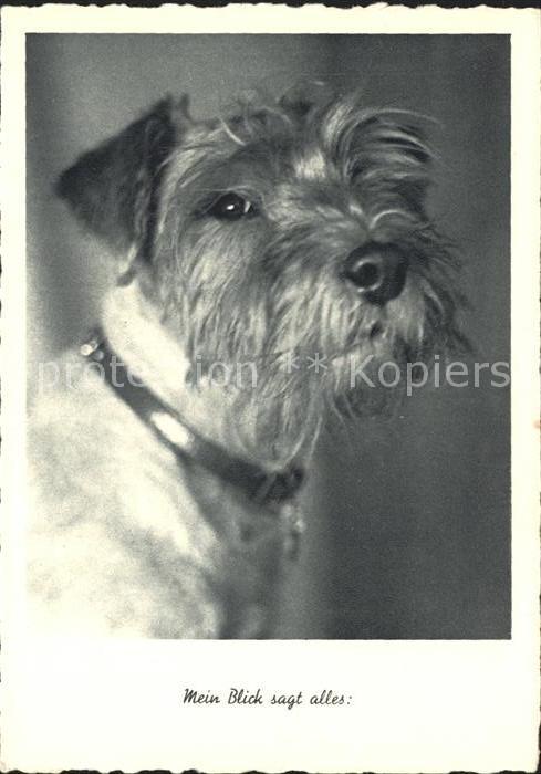 Hunde