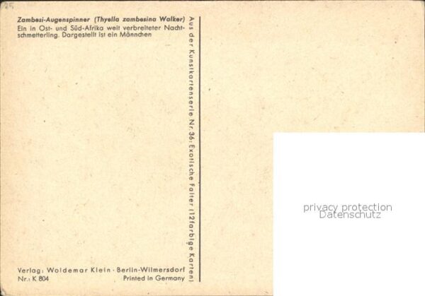 Schmetterlinge Zambesi-Augenspinner – Bild 2