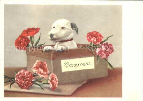 Hunde Korb Nelken