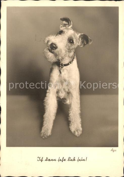 Hunde
