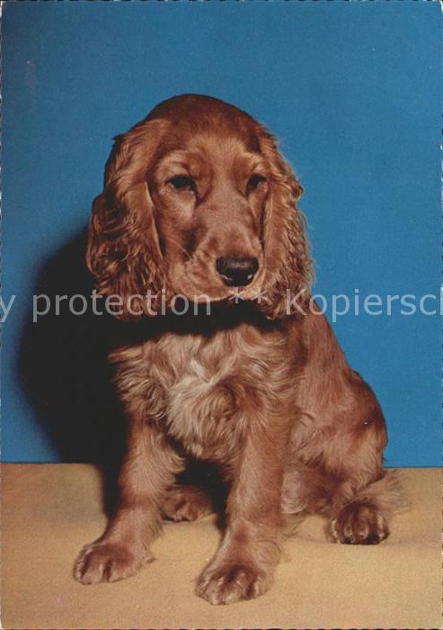 Hunde