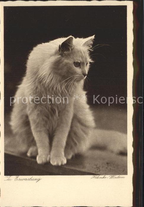 Katzen