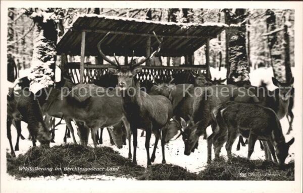 Hirsch Wildfütterung Berchtesgaden
