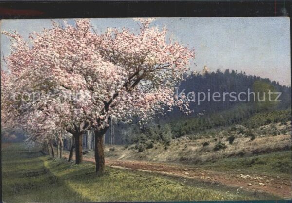 Verlag Photochromie Nr. 3728 Serie 229 Frühling Böhmen Kostenbl