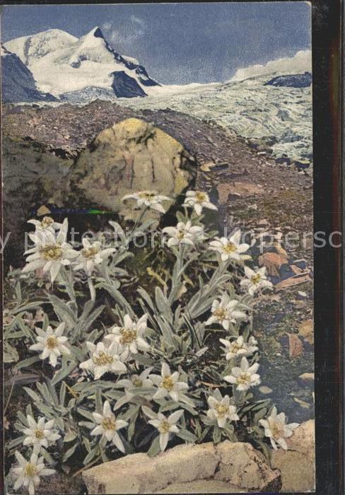 Edelweiss Leontopodium alpinum