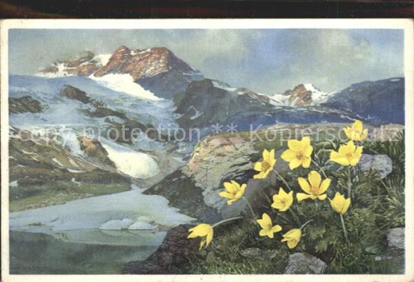 Verlag Photochromie Nr. 1499 Serie 582 Gelbe Alpen-Anemone