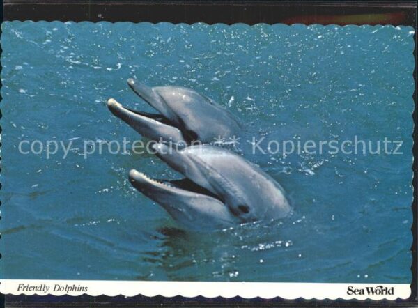 Delfine Delphine Dolphins Dauphins Delfi Sea World