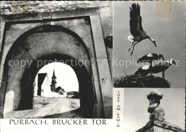 Purbach Neusiedler See Brucker Tor Storchennest Türk am Kamin