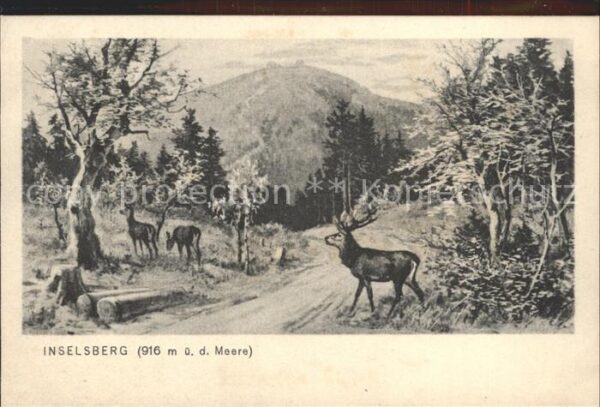Schmalkalden Inselsberg Rotwild
