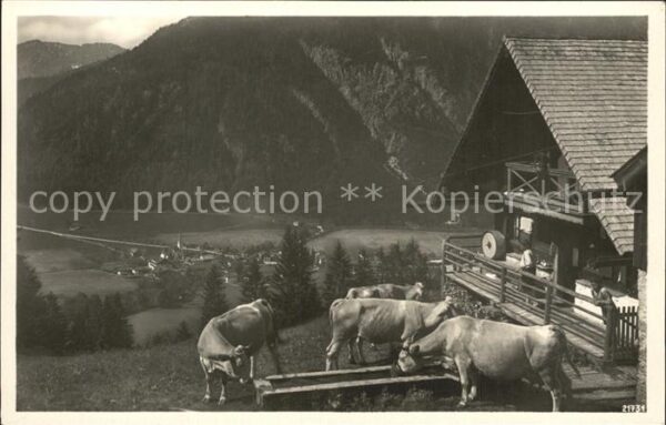Bayrischzell Zellerniederalm Kühe