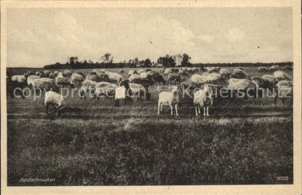 Lueneburger Heide Heidschnucken