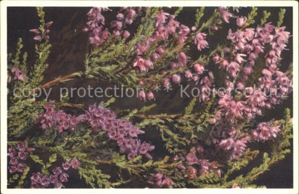 Blumen Gemeines Heidekraut Calluna vulgaris