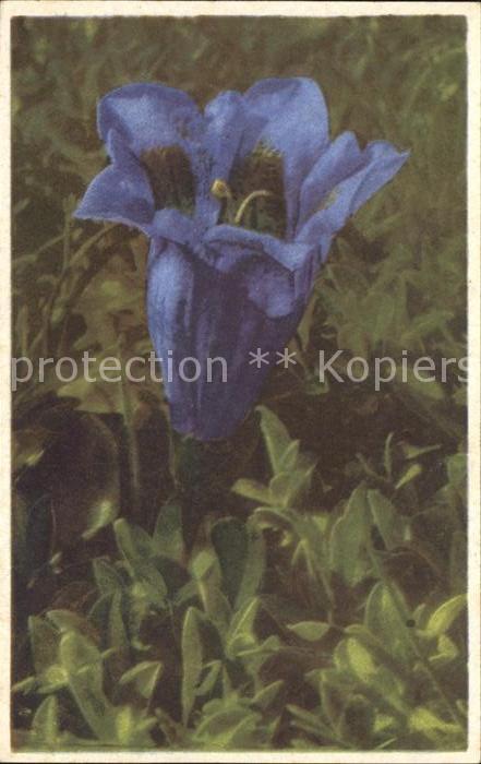 Blumen Keulen-Enzian