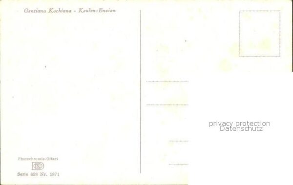 Blumen Keulen-Enzian – Bild 2