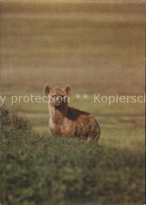 Tiere Tüpfelhyäne