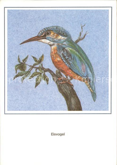Voegel Eisvogel Zeichnung R. Schiller