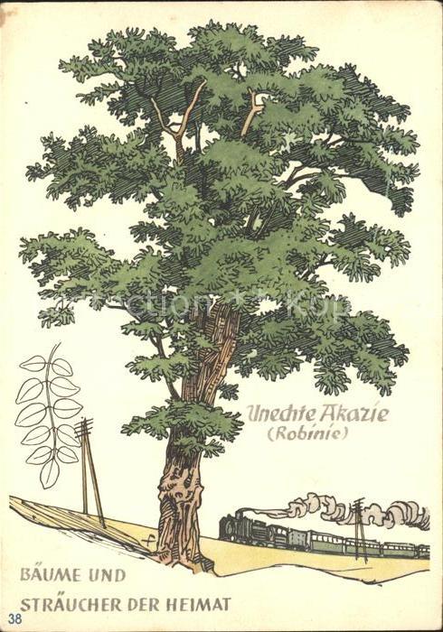 Baeume Trees Unechte Akazie Robinie Spendekarte Juge