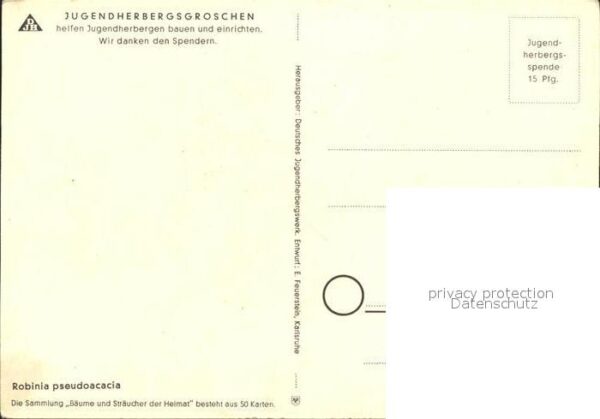 Baeume Trees Unechte Akazie Robinie Spendekarte Juge – Bild 2