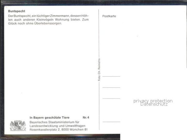 Voegel Buntspecht – Bild 2