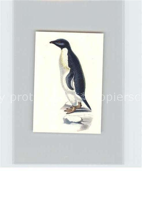 Voegel Adelie-Pinguin Kosmos-Zigarettenbilder