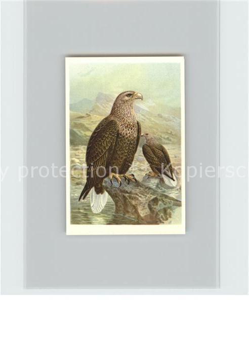 Voegel Seeadler Kosmos-Zigarettenbilder Bild N
