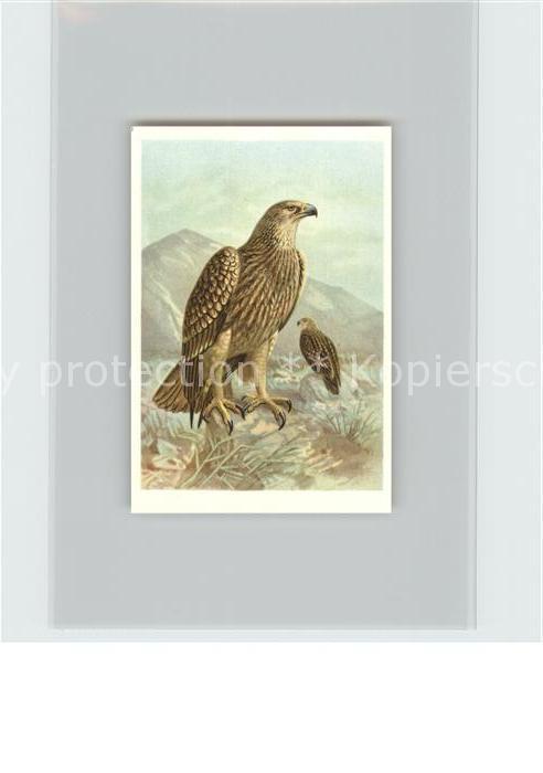 Voegel Kaiseradler Kosmos-Zigarettenbilder Bil