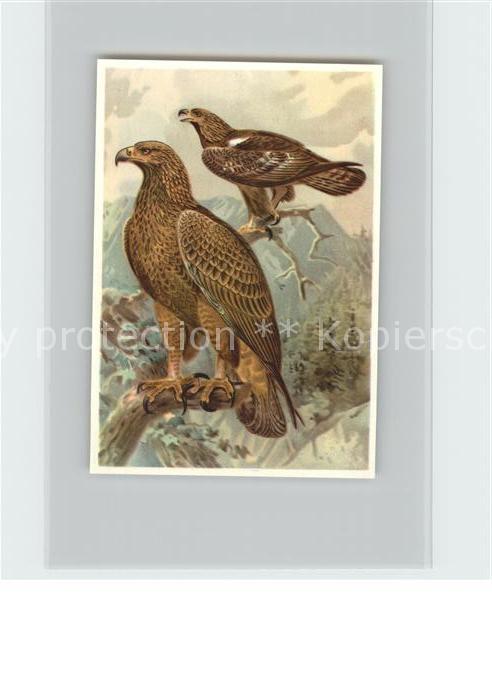 Voegel Steinadler Kosmos-Zigarettenbilder Bild