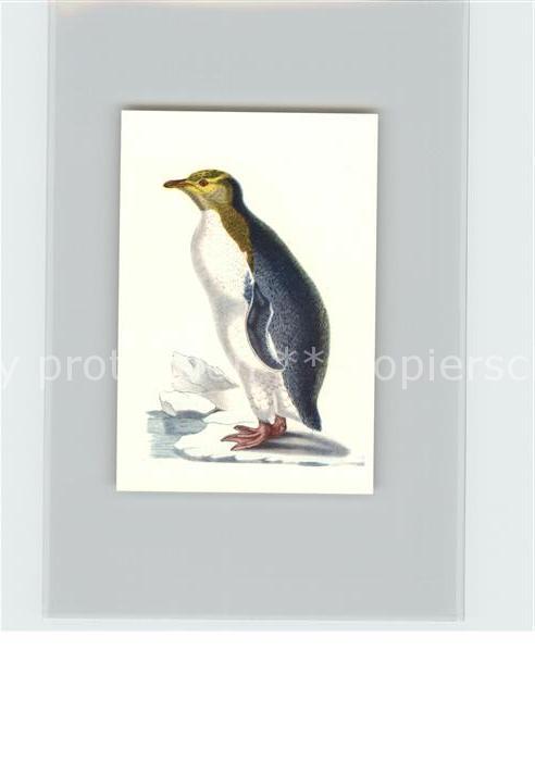 Voegel Felsenpinguin Kosmos-Zigarettenbilder B