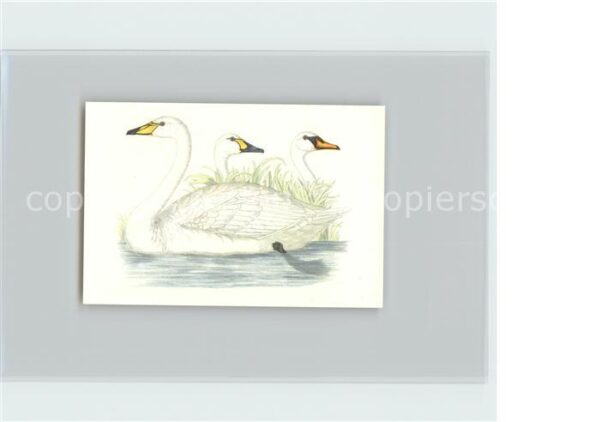 Voegel Singschwan Kosmos-Zigarettenbilder Bild