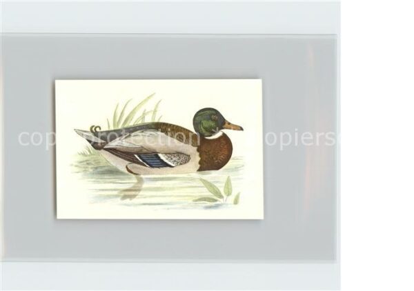 Voegel Stockente Kosmos-Zigarettenbilder Bild