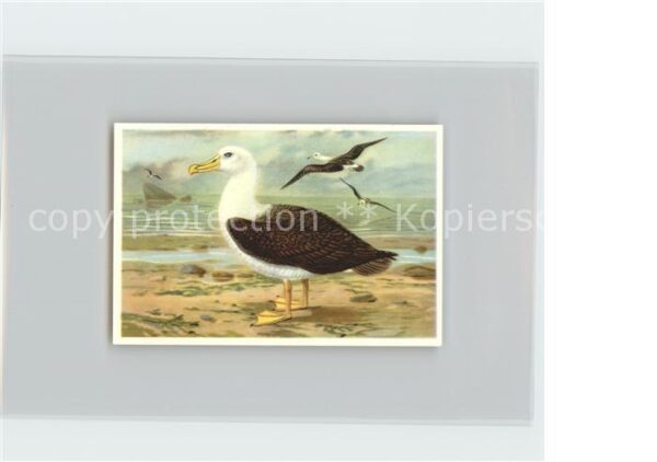 Voegel Schwarzlidriger Albatros Kosmos-Zigaret