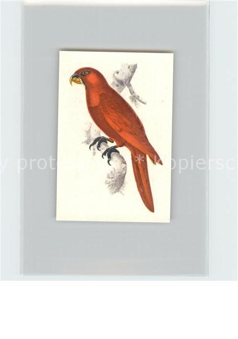Voegel Einfarbig roter Breitschwanzlori Kosmos