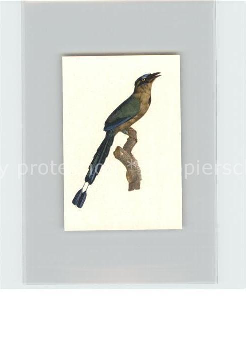 Voegel Motmot Kosmos-Zigarettenbilder Bild Nr.