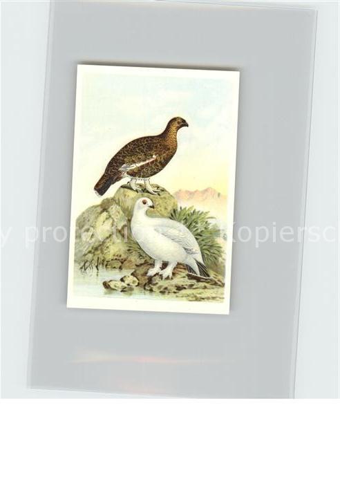 Voegel Moorhuhn Kosmos-Zigarettenbilder Bild N