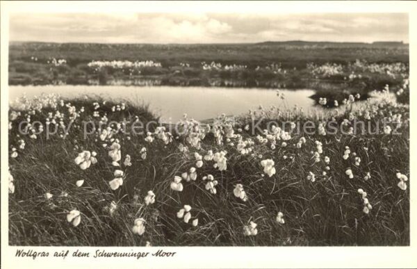 Schwenningen Neckar Moor Wollgras