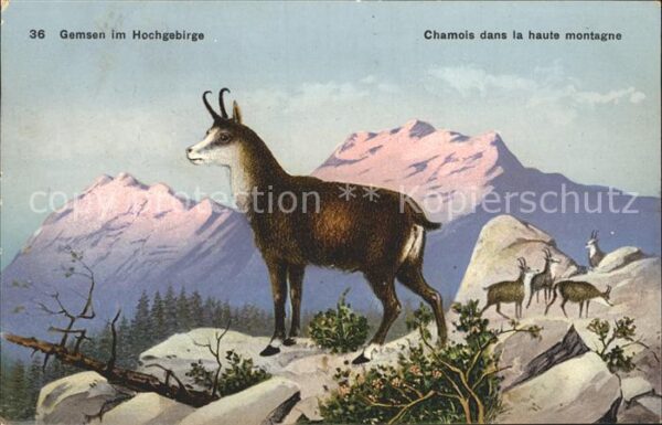 Gemse Hochgebirge