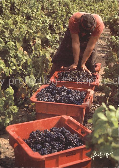 Wein Traubenlese Frankreich