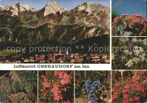 Oberaudorf Totalansicht Alpenflora