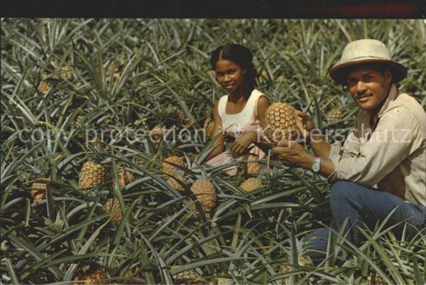 Martinique Pineapple gathering Paar bei der Ananas
