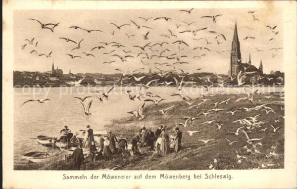 Schleswig Holstein Sammeln der Möweneier auf Möwenberg