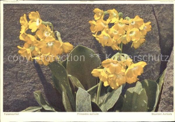 Blumen Felsenaurikel