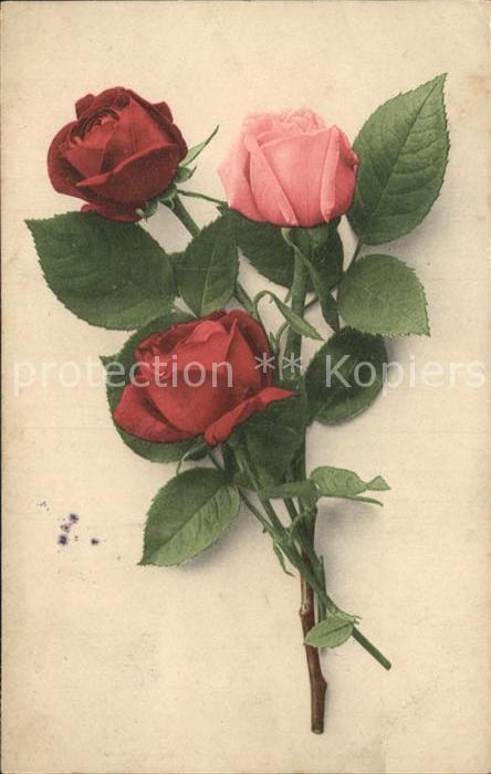 Rosen